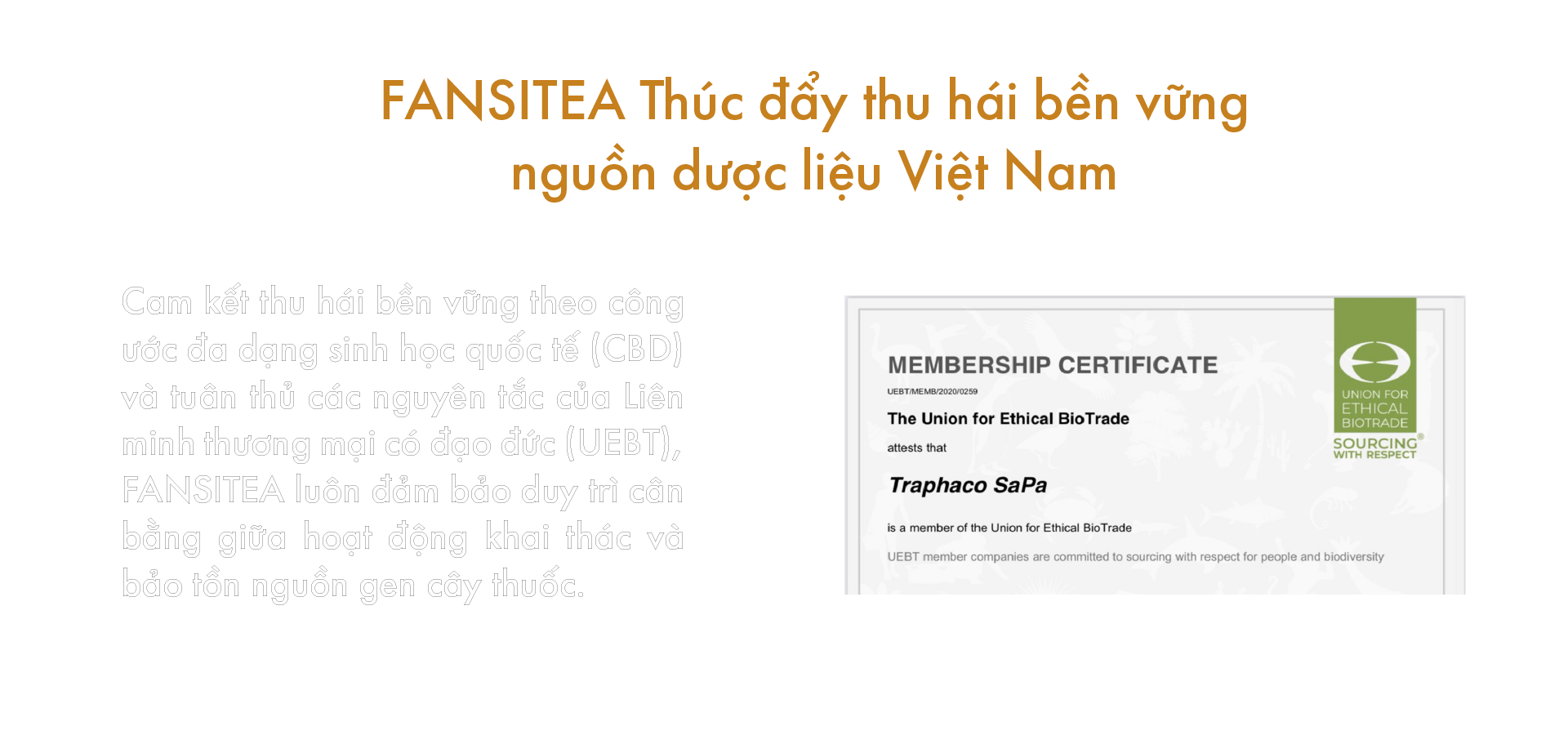 FANSITEA thúc đẩy sử dụng bền vững nguồn thảo dược Việt Nam
